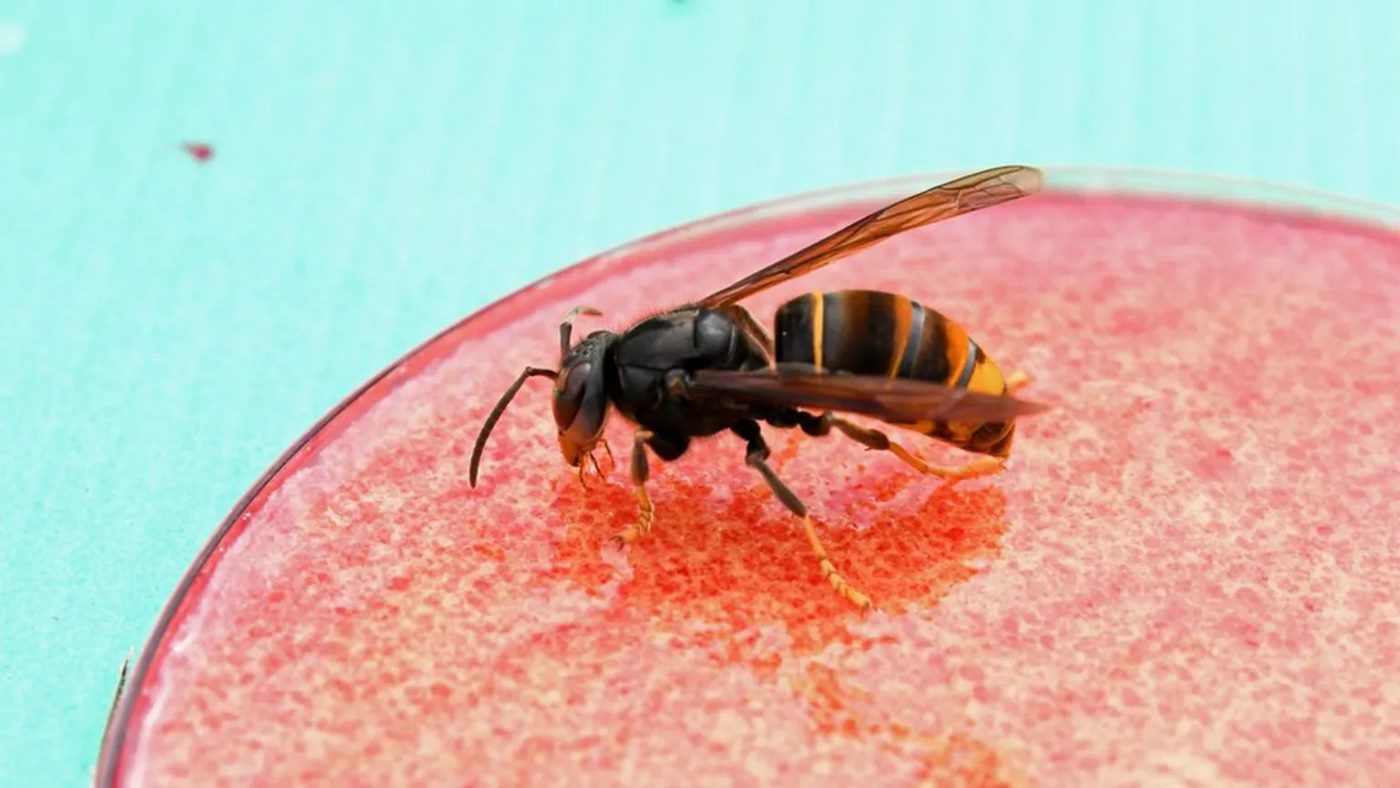 Exeter Research Exposes Asian Hornets' Threat to Pollinators